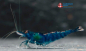 Preview: 10 x Blue Sapphire Garnelen Zuchtgruppe